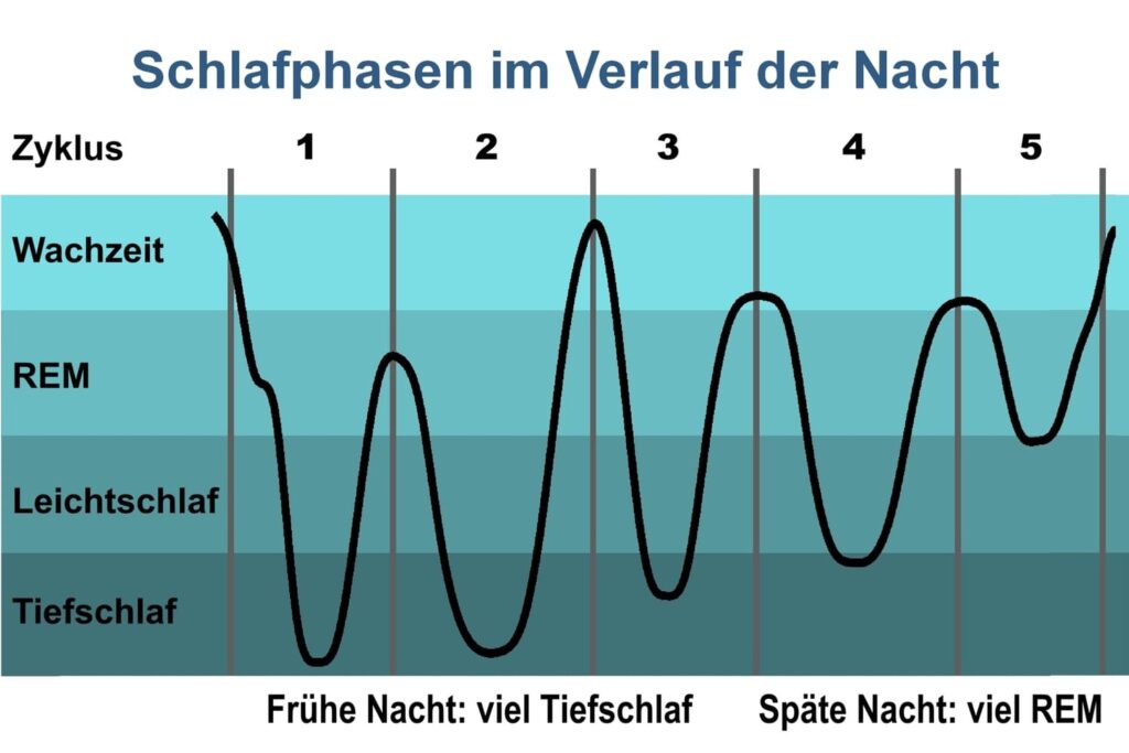 Schlafphasen – Verlauf einer typischen Nacht